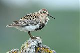 Rock Sandpiper